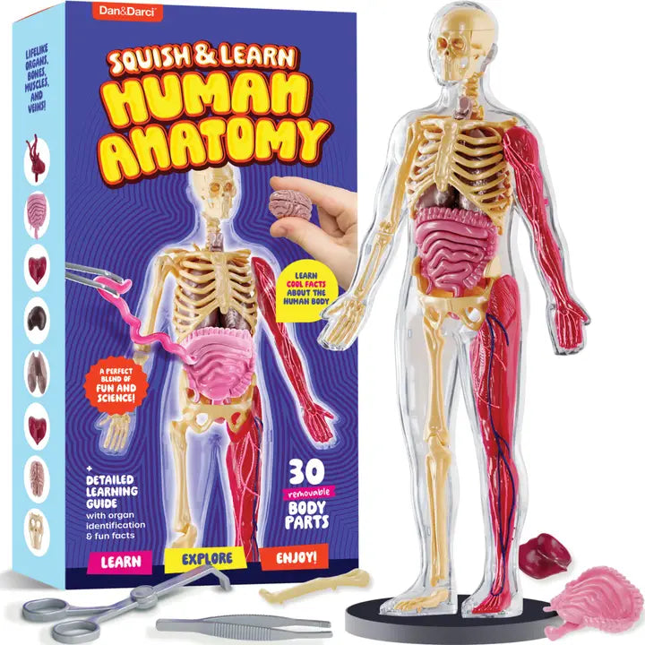 Learn Human Anatomy Squishy Body Model