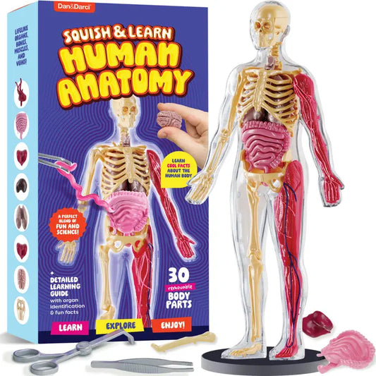 Learn Human Anatomy Squishy Body Model