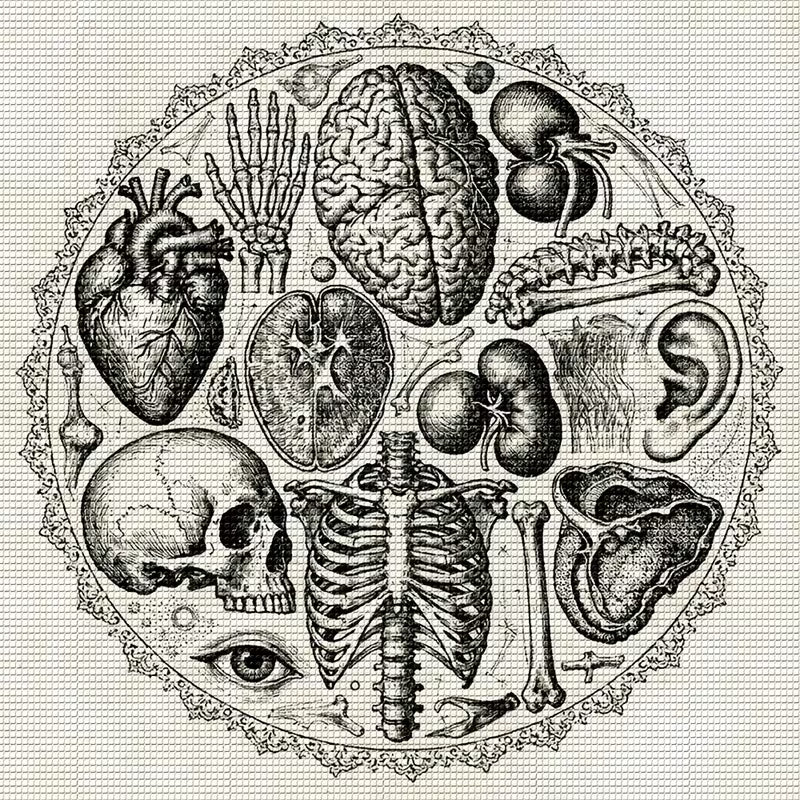 Preorder Human Anatomy Diamond Art Kit
