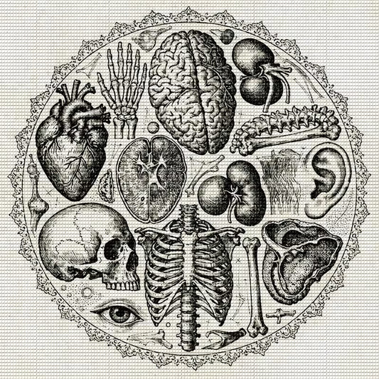 Preorder Human Anatomy Diamond Art Kit