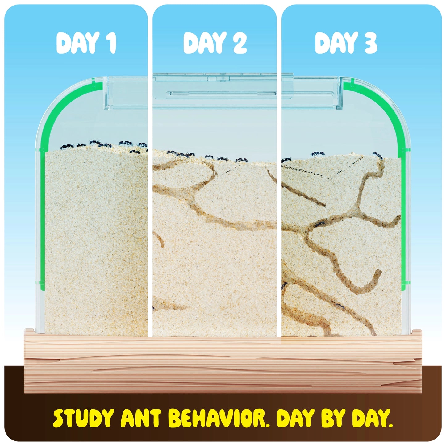 Ant Farm Sand Habitat