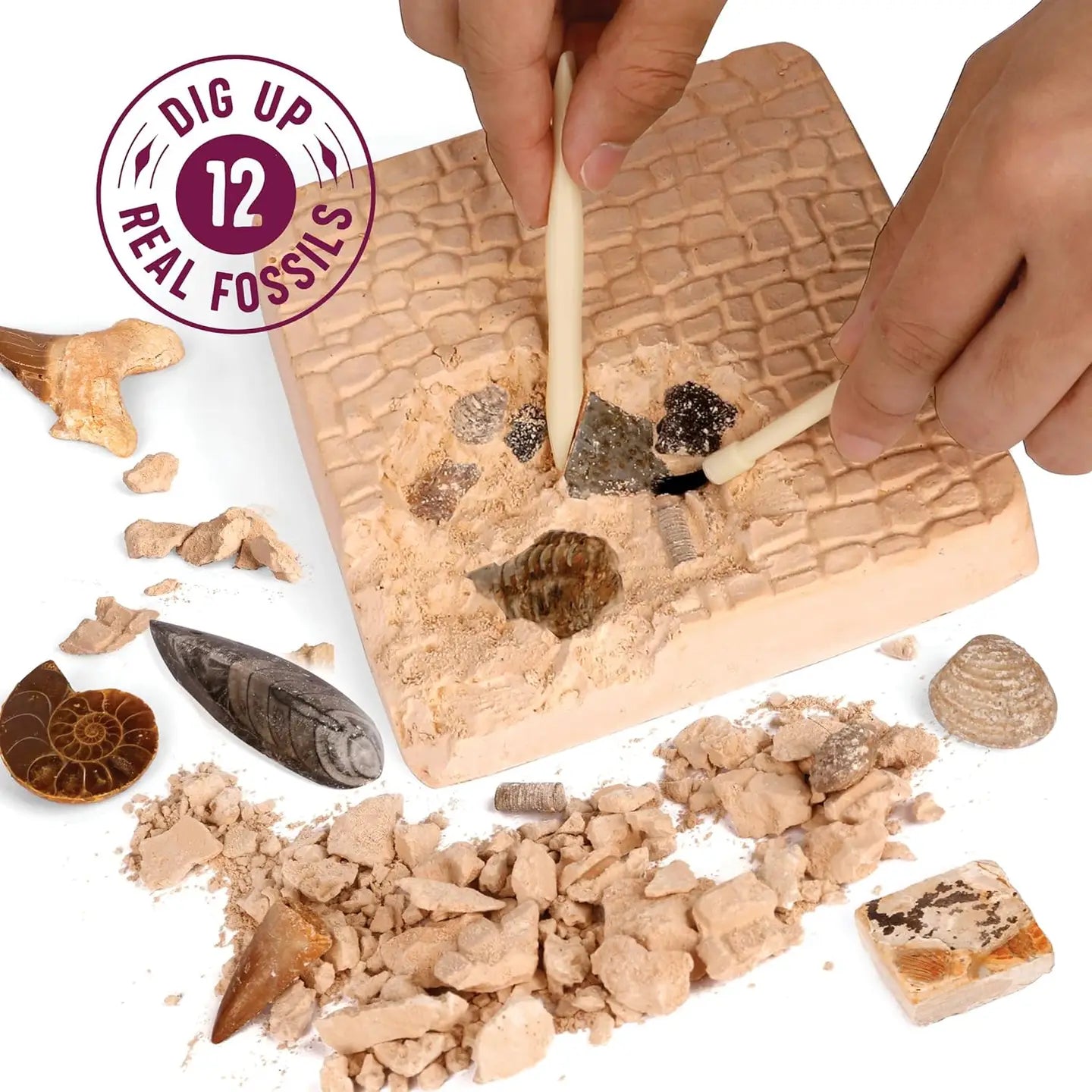 Fossil Dig Kit For Kids